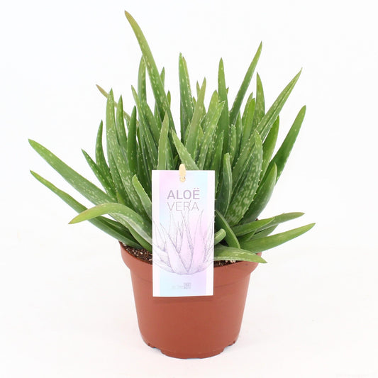 Aloe Vera - Ø14cm - ↕25cm