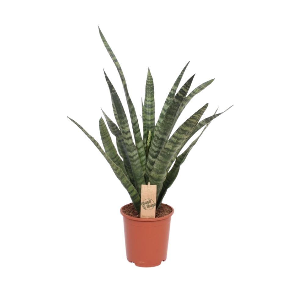 Sansevieria Diamond Green - Ø14cm - ↕40cm