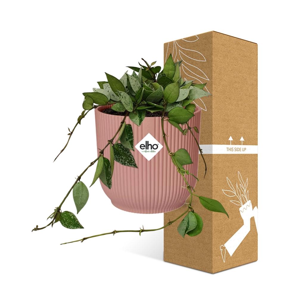 Hoya Krohniana Eskimo in ELHO Vibes Fold 14cm roze