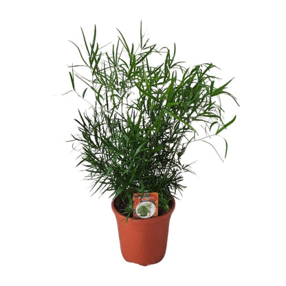 Asparagus Falcatus - Ø17cm- ↕55cm