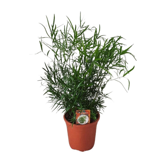 Asparagus Falcatus - Ø17cm- ↕55cm
