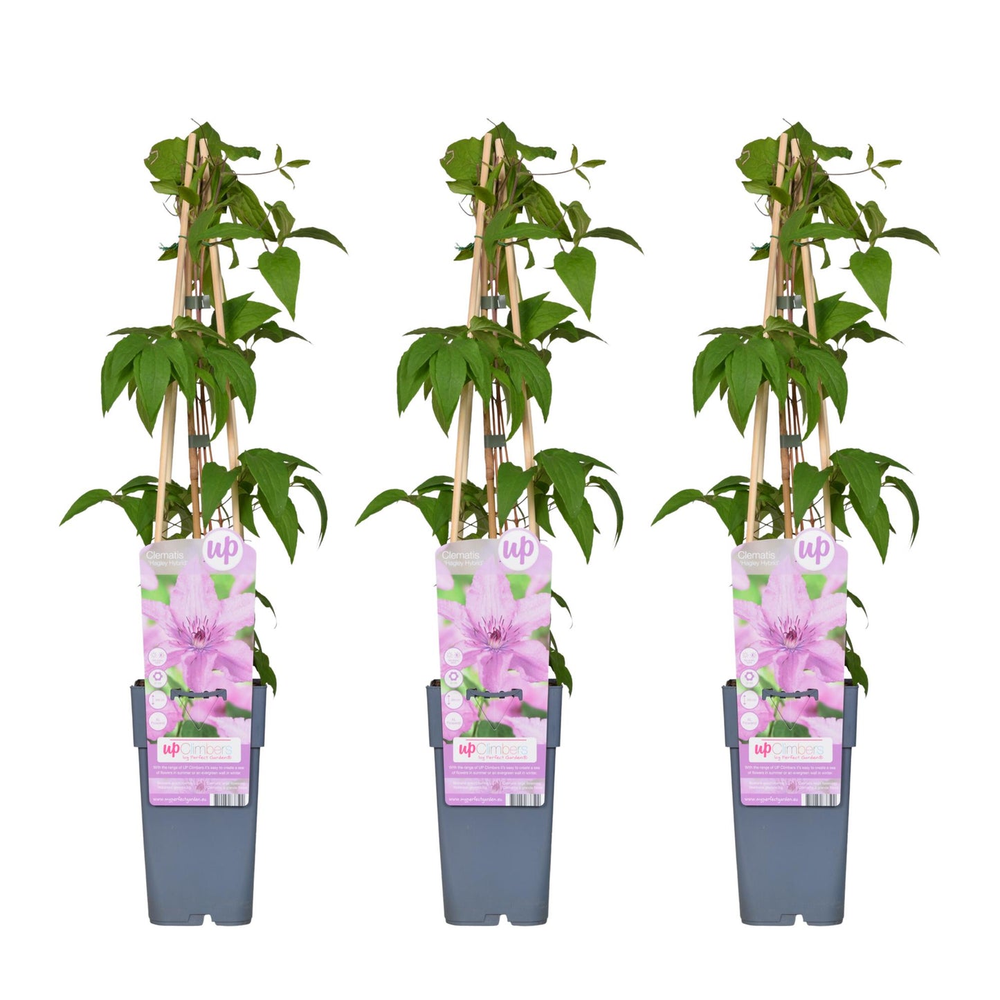 3x - Clematis Hagley Hybrid - ↨65cm - Ø15