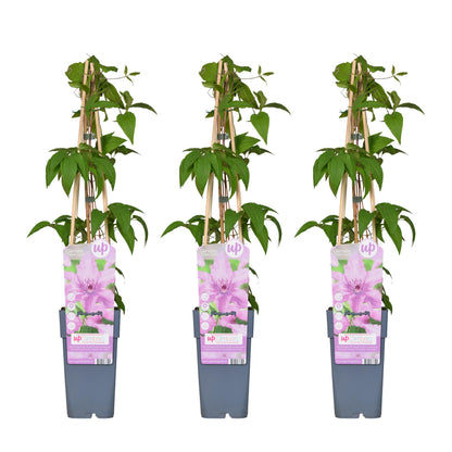 3x - Clematis Hagley Hybrid - ↨65cm - Ø15