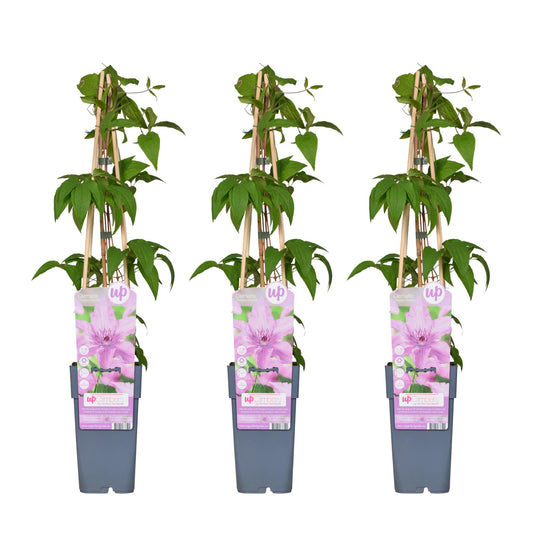 3x - Clematis Hagley Hybrid - ↨65cm - Ø15