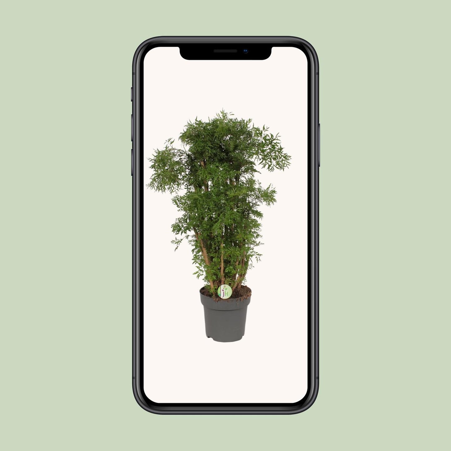Polyscias Hawaiian - Ø24cm - ↕95cm