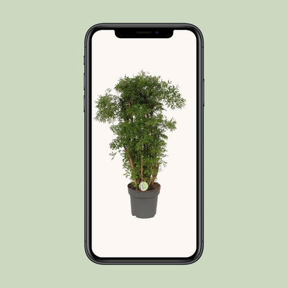 Polyscias Hawaiian - Ø24cm - ↕95cm