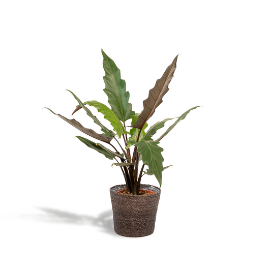 Alocasia Lauterbachiana - Ø19cm - ↕80cm + Korb Igmar