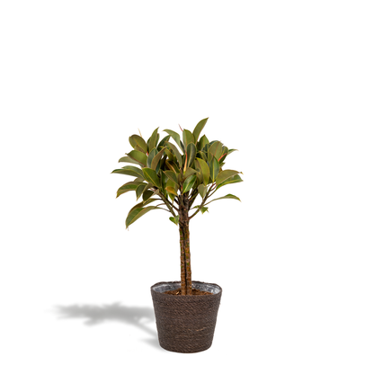 Ficus elastica Melany Stamm + Korb Igmar - ↨90cm - Ø21cm