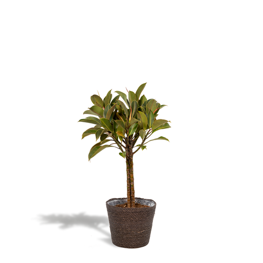 Ficus elastica Melany Stamm + Korb Igmar - ↨90cm - Ø21cm