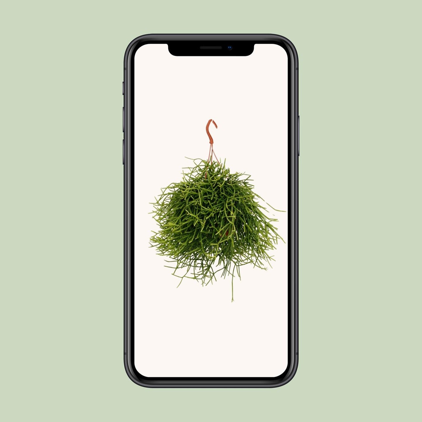 Rhipsalis Heteroclada - Ø17cm - ↕25cm