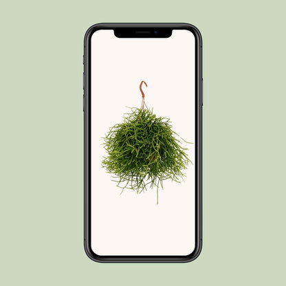 Rhipsalis Heteroclada - Ø17cm - ↕25cm