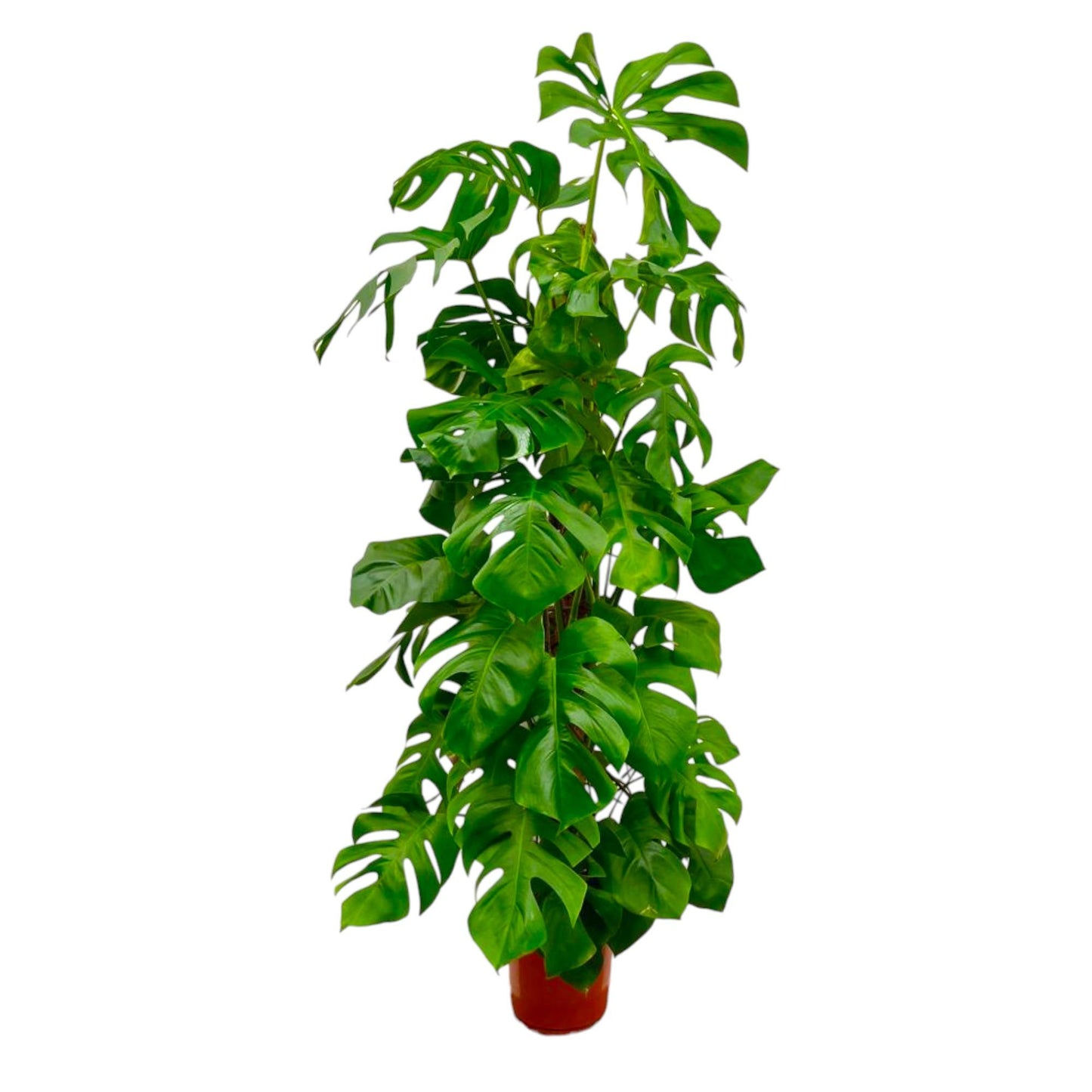 Fensterblatt XXL – Monstera Deliciosa Zimmerpflanze 180 cm