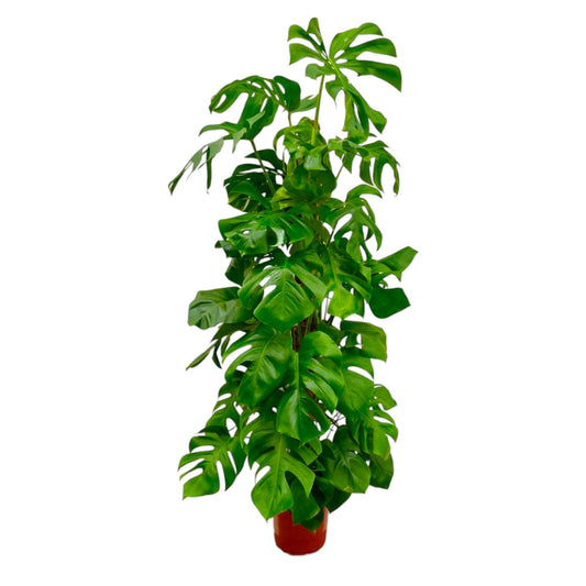 Fensterblatt XXL – Monstera Deliciosa Zimmerpflanze 180 cm