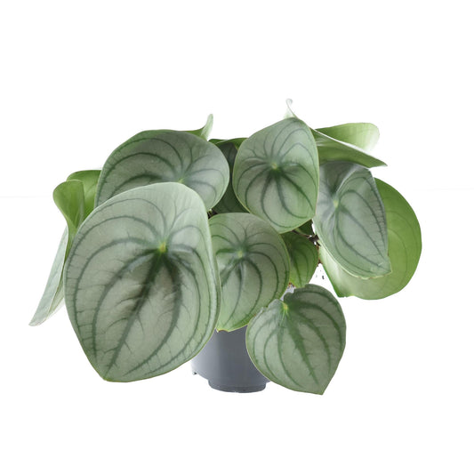 Peperomia Watermelon Big - Ø14cm - ↕25cm