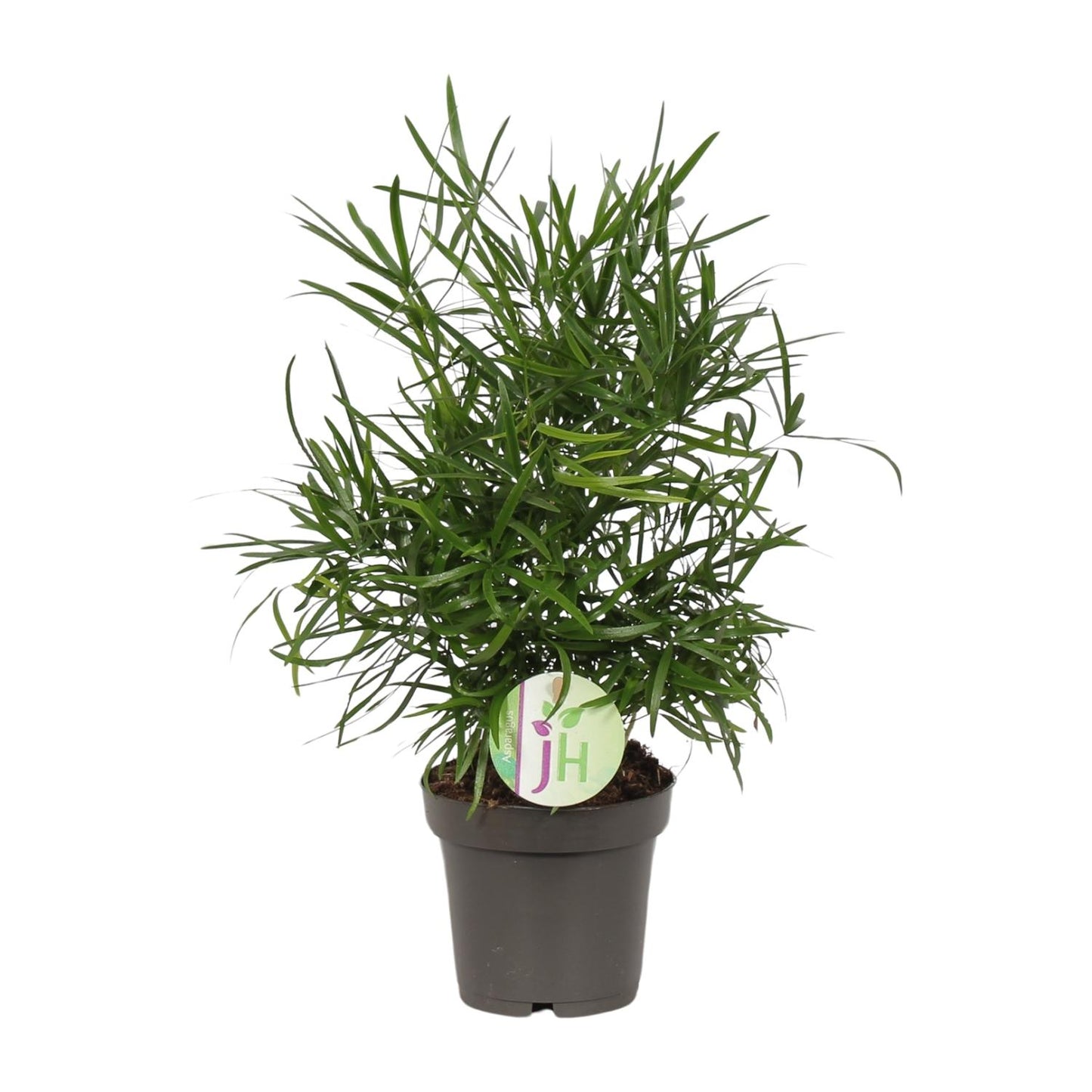 Asparagus Falcatus - Ø12cm - ↕30cm