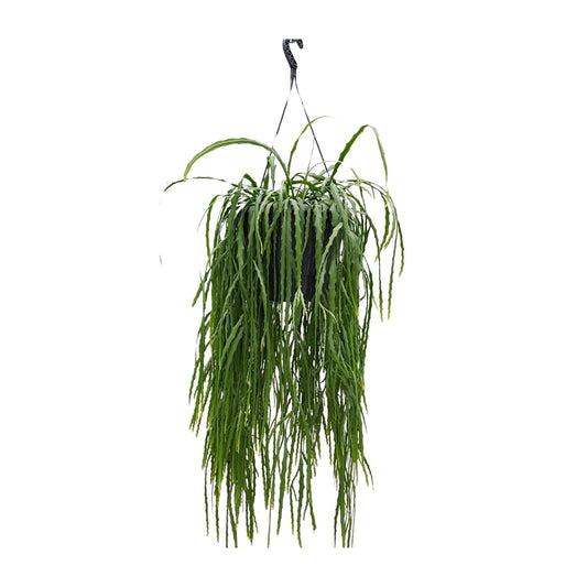 Lepismium Asuntapatense 25cm - Ø25cm - ↕70cm