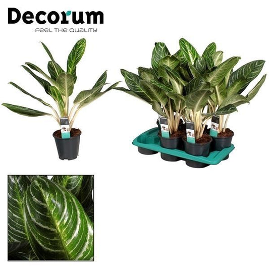 Aglaonema Keylime - Ø17cm - ↕60cm