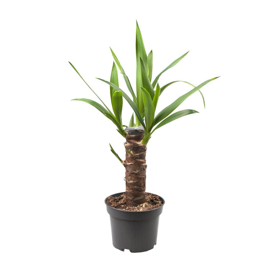 Yucca Elephantipes - Ø12cm - ↕30cm