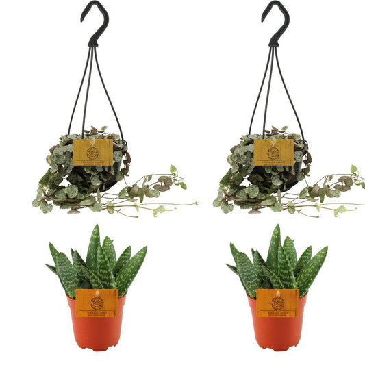 2x Aloe Paradisicum + 2x  Ceropegia Woodii Variegata - 4 stuks - Ø10.5cm - ↕10cm