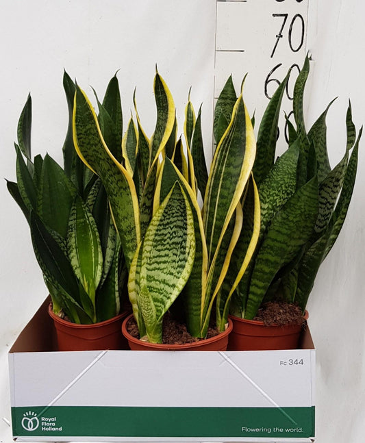 Sanseveria Overige Div 21cm. - Ø21cm - ↕60cm