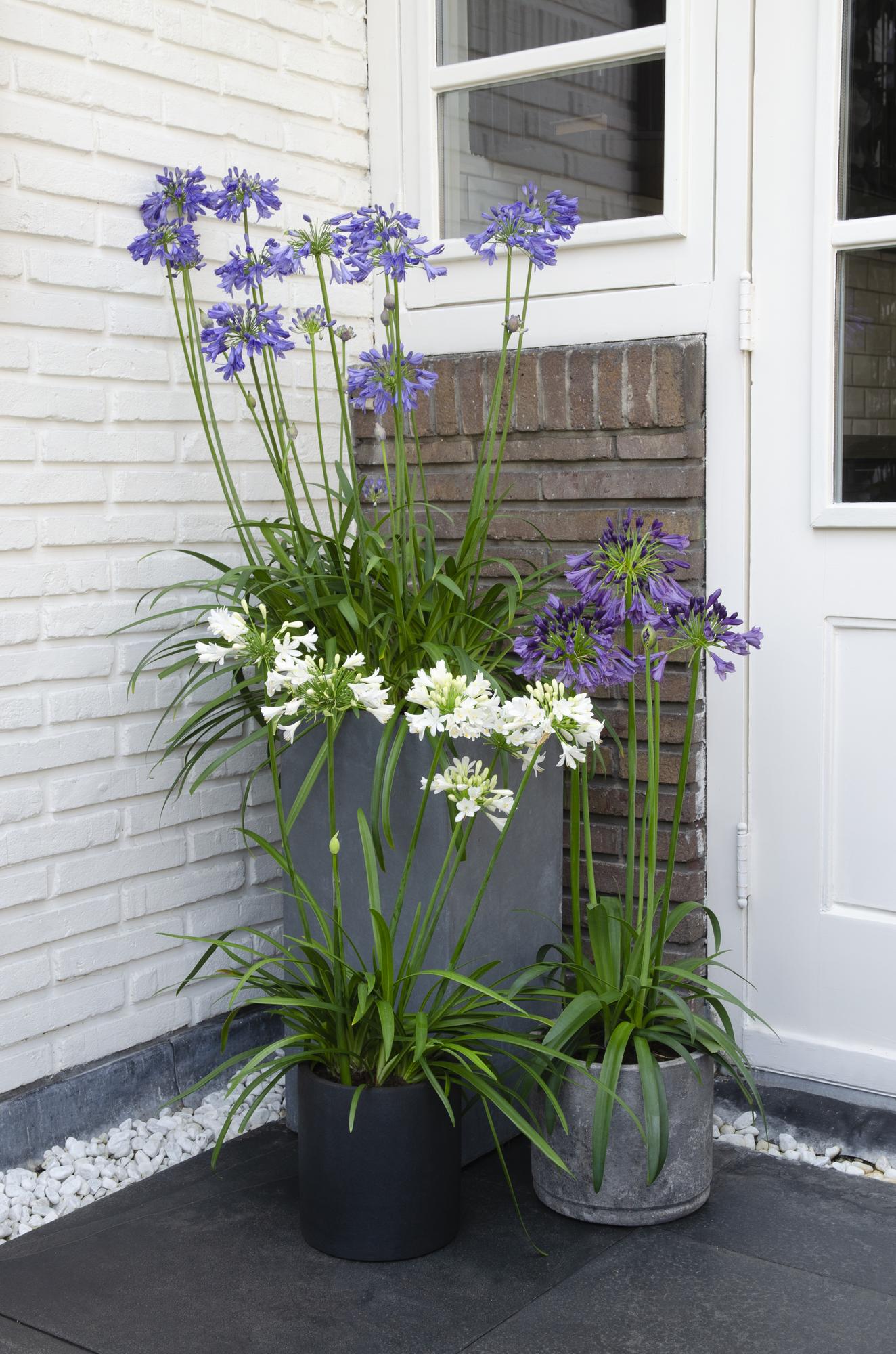 Agapanthus 'Ever White' - Ø19cm - ↕30cm