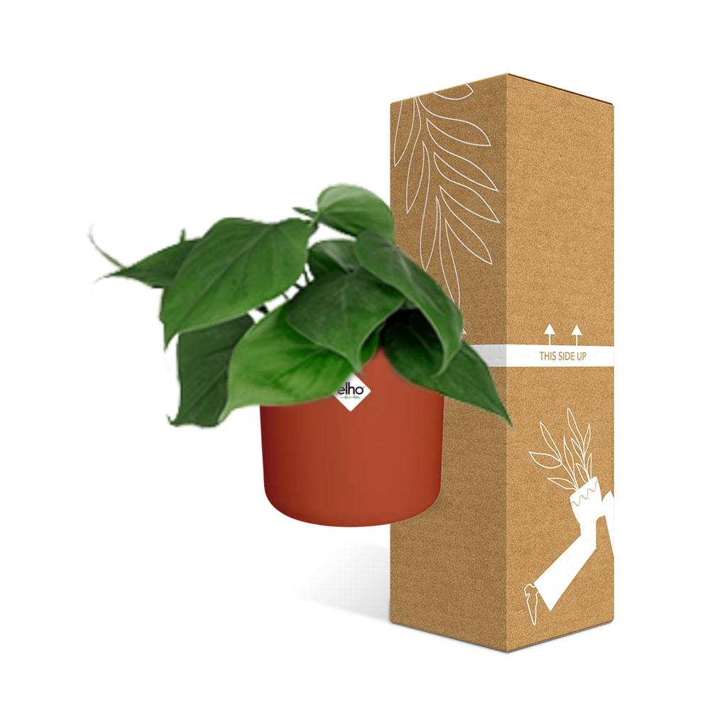 Philodendron Scandens in ELHO b.for soft rond 14cm brique