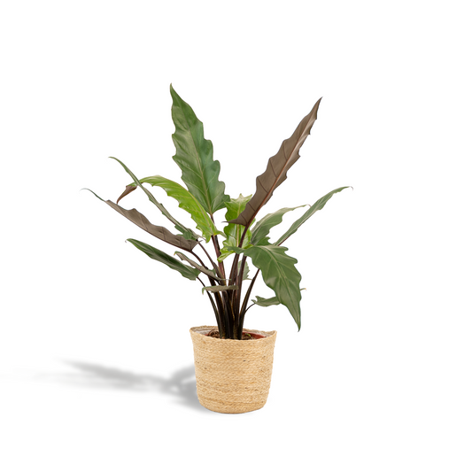 Alocasia Lauterbachiana - Ø19cm - ↕80cm + Korb Selin