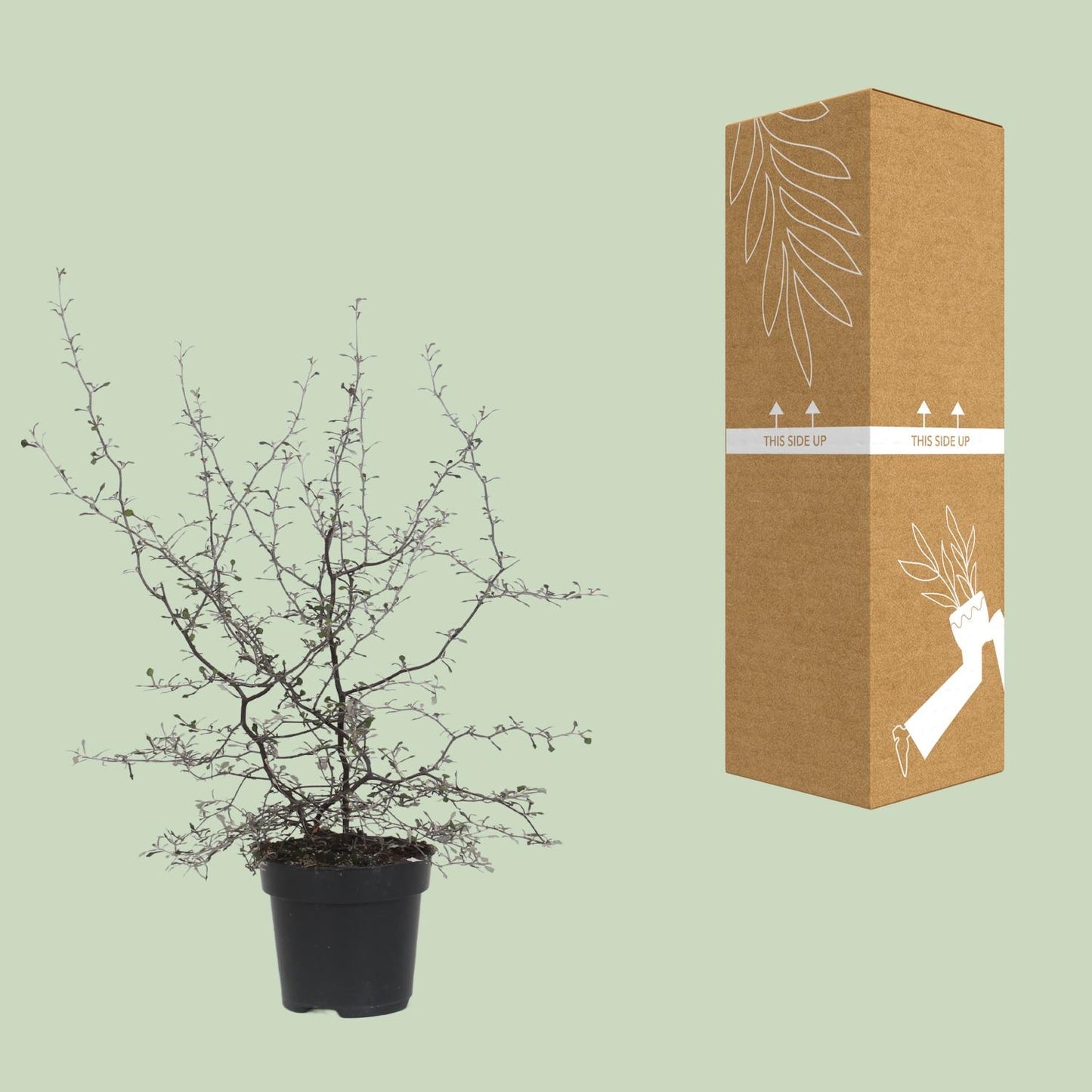Corokia Cotoneaster - Ø12cm - ↕40cm