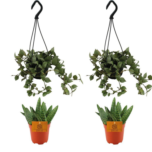 2x Aloe Paradisicum + 2x  Hoya Krohniana Eskimo Super Silver - 4 stuks - Ø10.5cm - ↕10cm