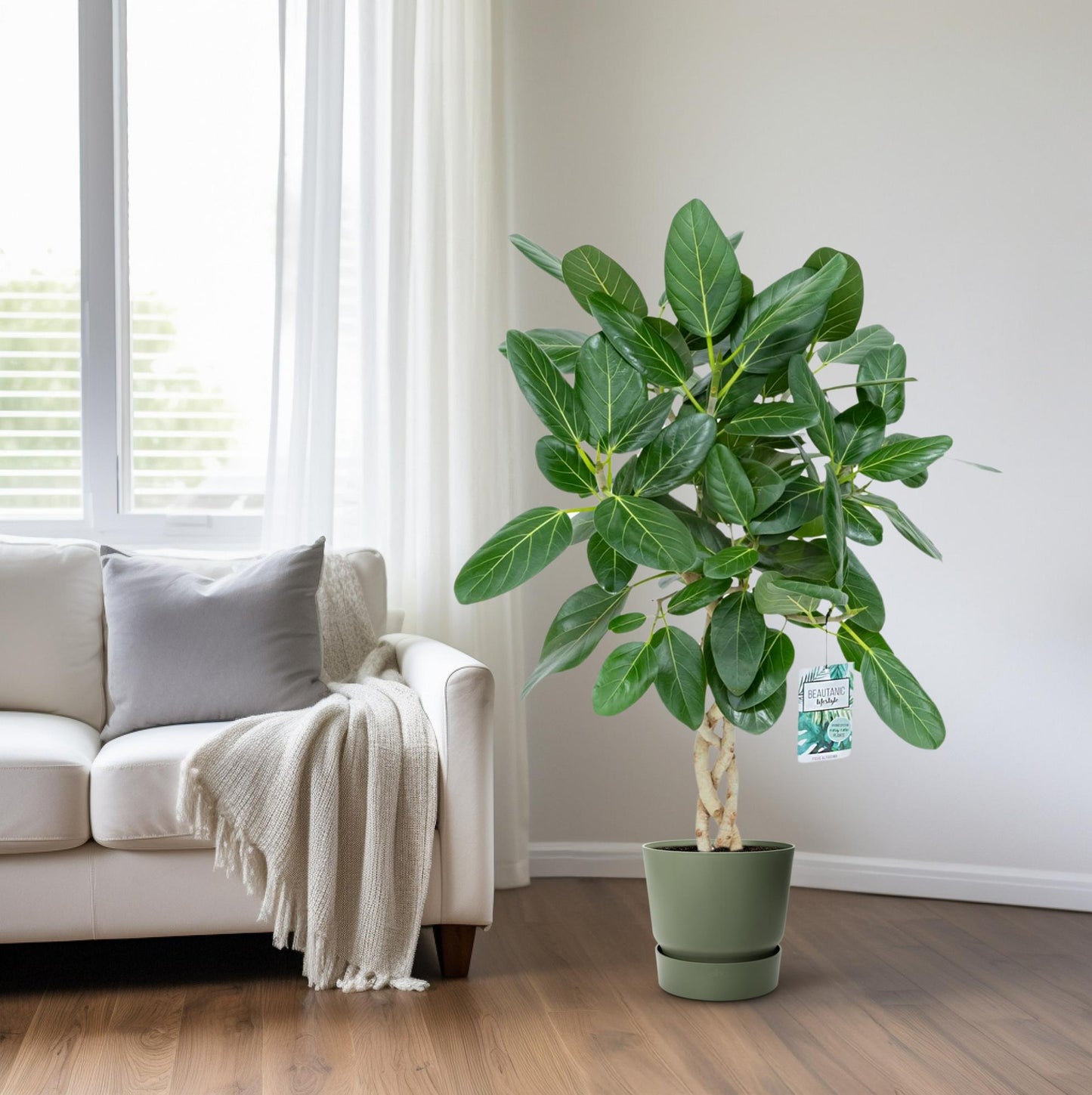 Ficus Altissima - Ø27cm - ↕110cm