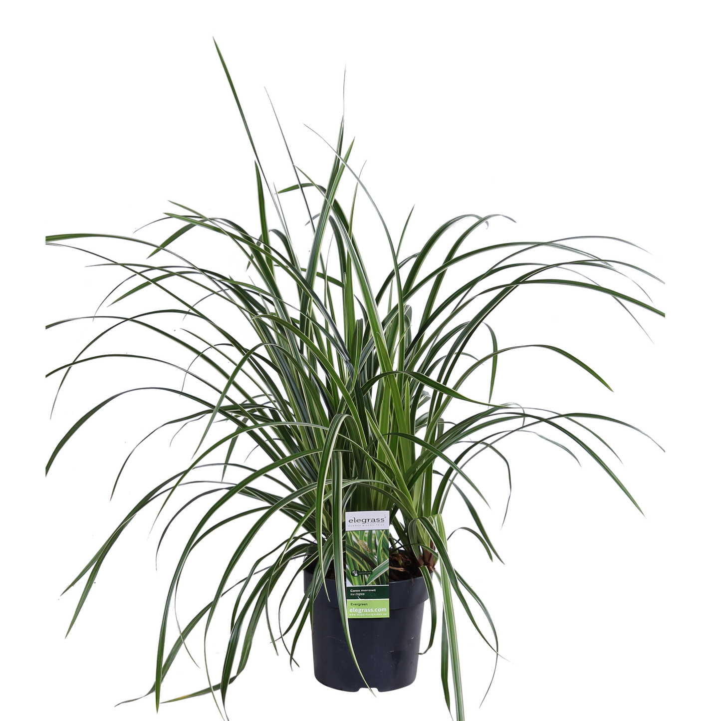 3x - Carex morrowii 'Ice Dance' - ↨30cm - Ø14