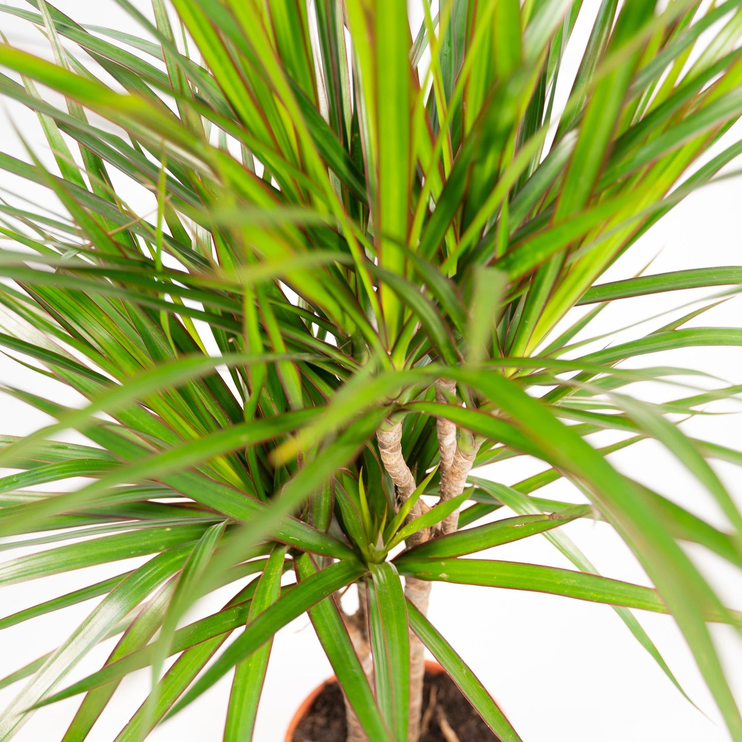 Drachenbaum 120 cm – Stilvolle & pflegeleichte Zimmerpflanze