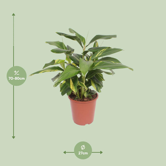 Alpinia Zerumbet Variegata - Ø27cm - ↕80cm
