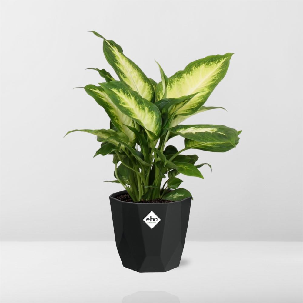 Dieffenbachia ‘Camilla’ in 14cm b.for rock living black