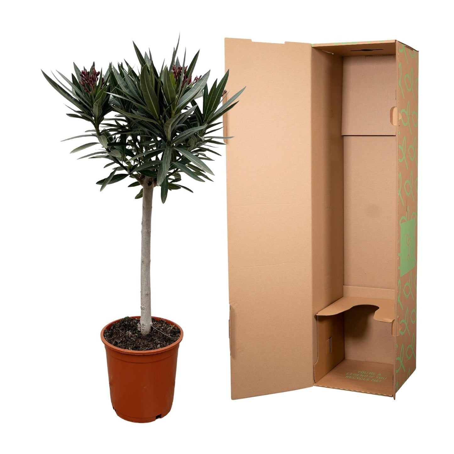 Oleander Stämmchen Rot – Mediterrane Kübelpflanze 90 cm