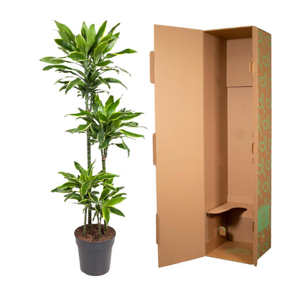 Drachenbaum Golden Coast – 140 cm – Pflegeleichte Zimmerpflanze