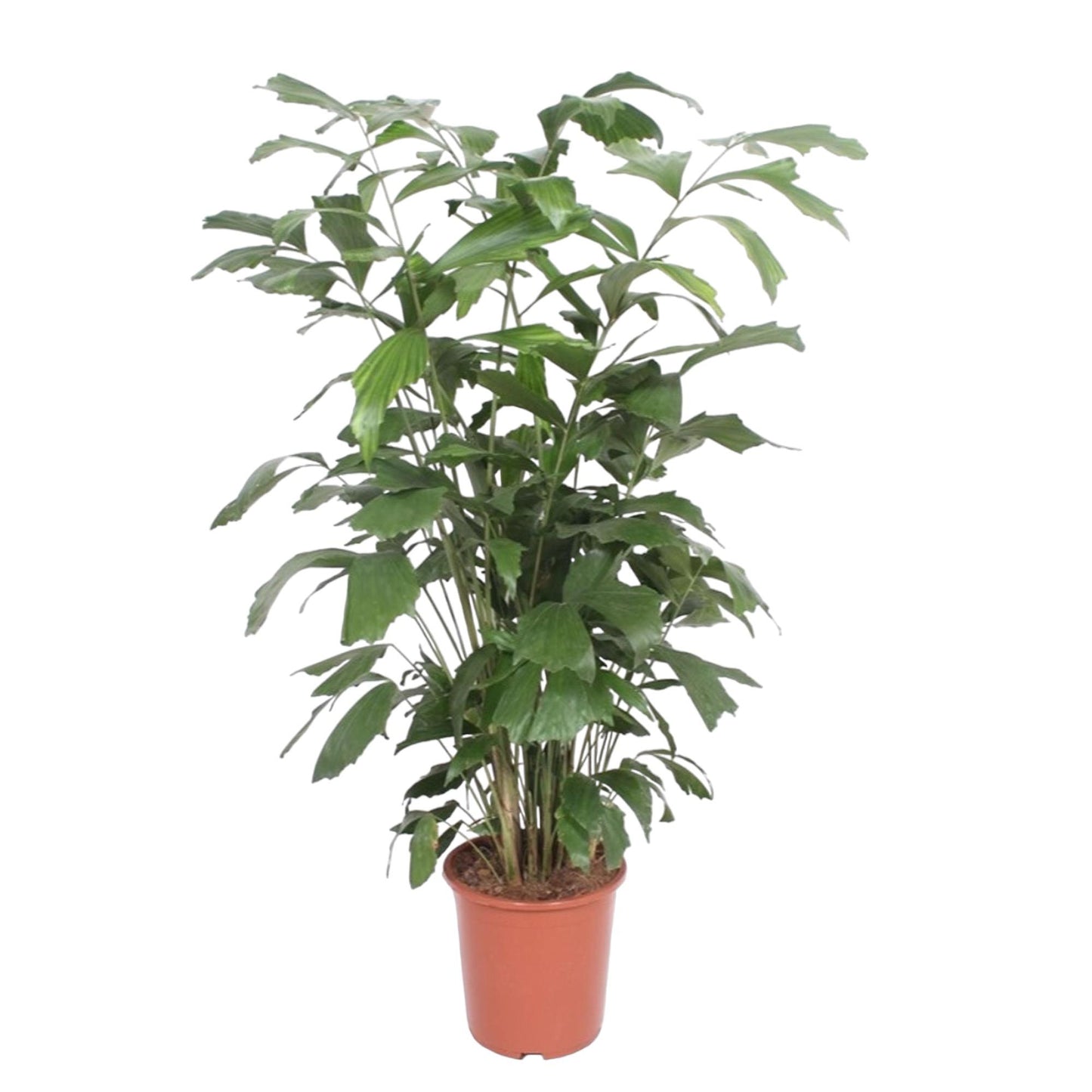 Fischschwanzpalme 140 cm – Exotische, pflegeleichte Zimmerpflanze