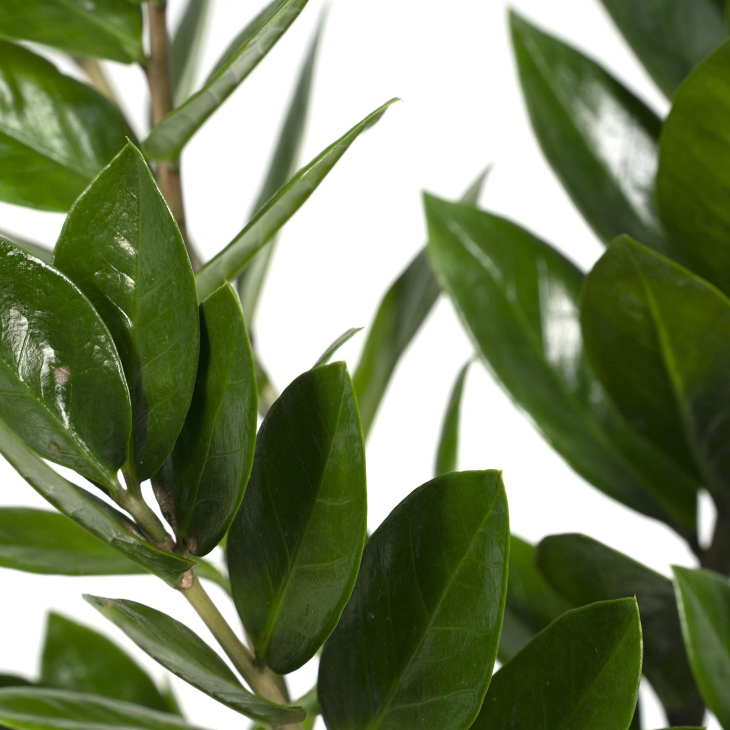 Zamioculcas Zamiifolia  - Ø17cm - ↕70cm