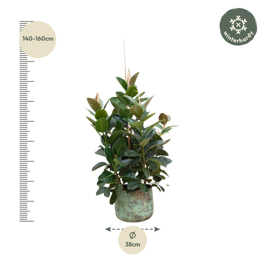 Gummibaum 'Robusta' Verzweigt – 150 cm Zimmerpflanze