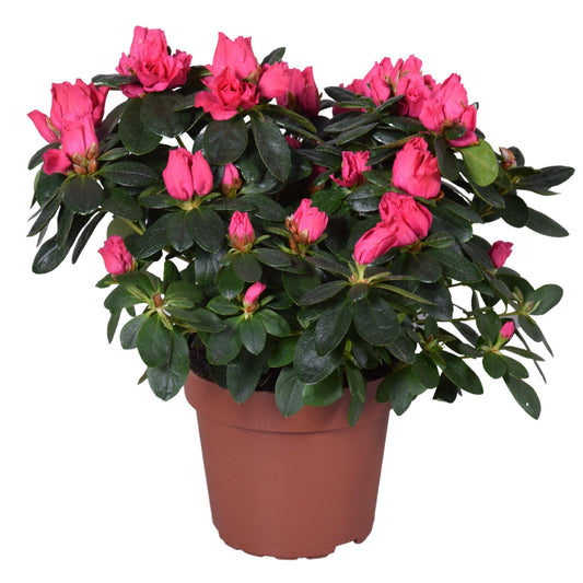 Azalea Nordlicht Vogel - Ø14cm - ↕35cm