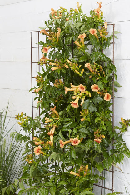Campsis Indian Summer - Trompetenblume Orange - Ø15cm - ↕65cm - Ø15 - ↨65cm