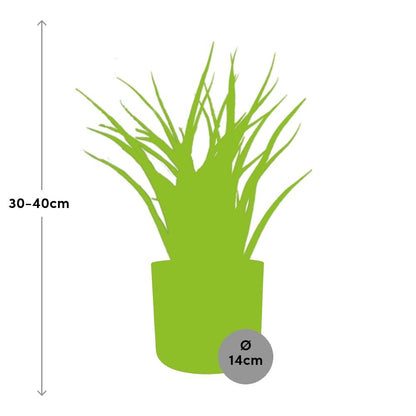 Sansevieria Fernwood Punk in ELHO b.for soft rond 14cm brique