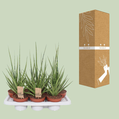 Sansevieria Gracilis Grey - Ø14cm - ↕55cm