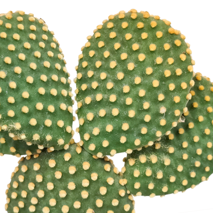 Haseohr-Kaktus 17 cm – pflegeleicht & dekorativ