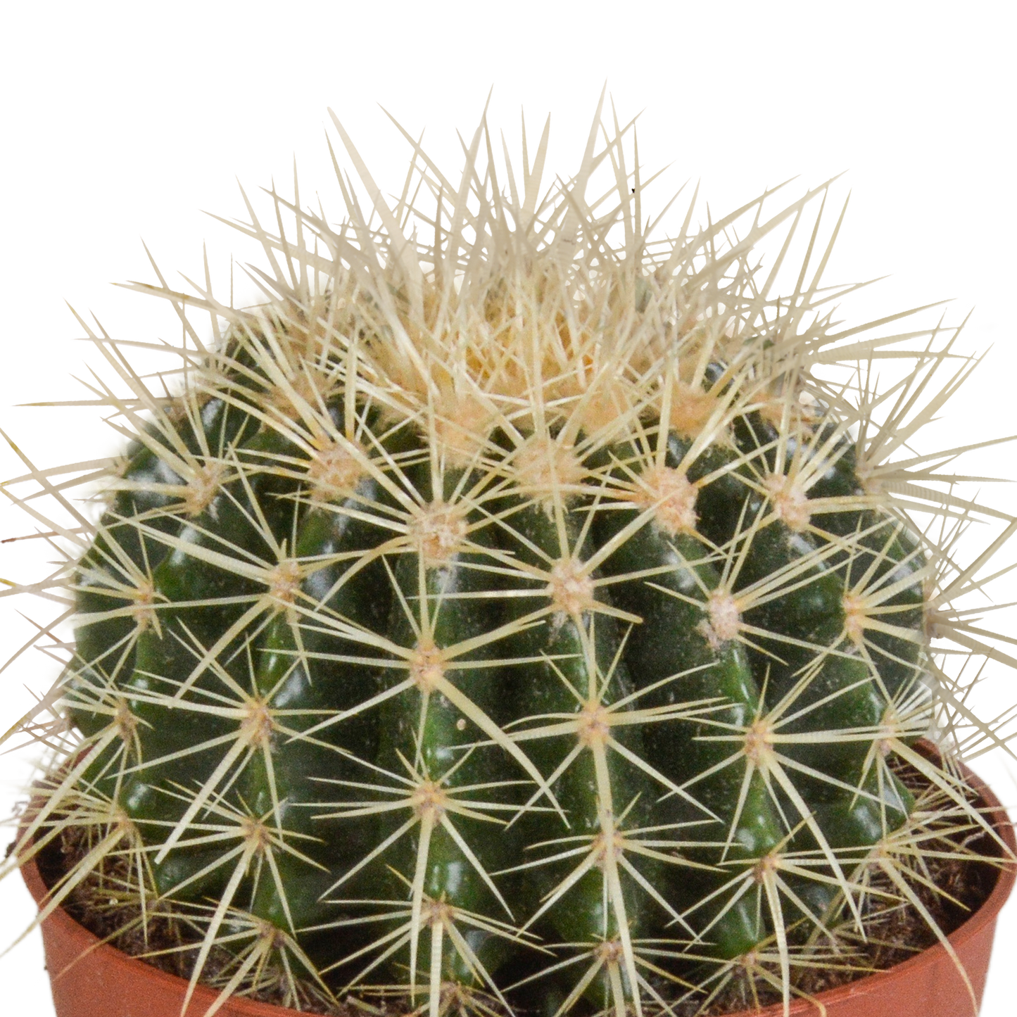 Schwiegermutterstuhl 12cm – Pflegeleichter Sonnenkaktus