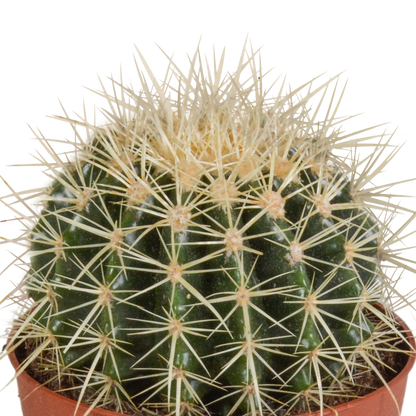 Schwiegermutterstuhl 12cm – Pflegeleichter Sonnenkaktus