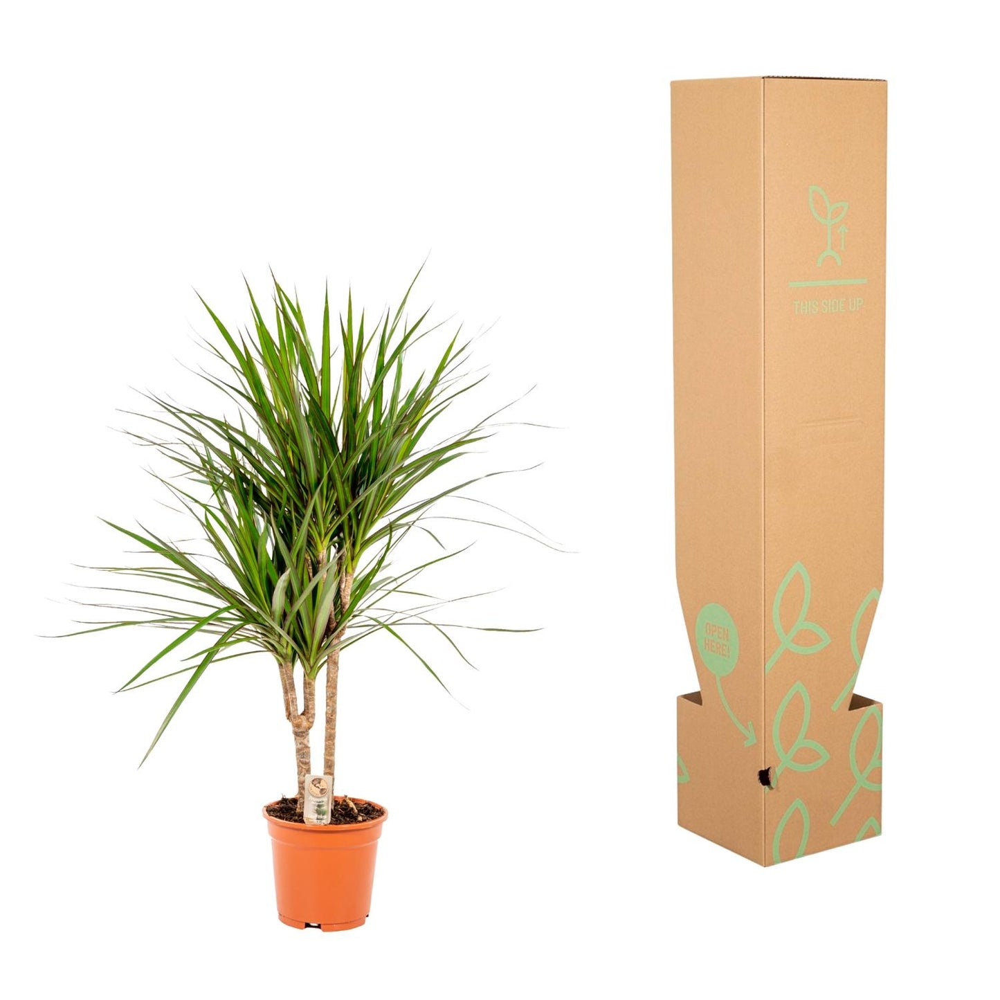 Drachenbaum Marginata 90 cm – Stilvolle & Pflegeleichte Zimmerpflanze