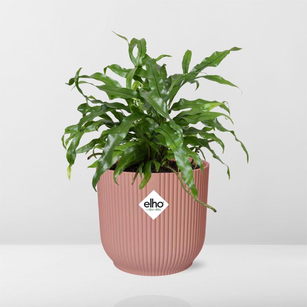 Microsorum Diversifolium in ELHO Vibes Fold 14cm roze