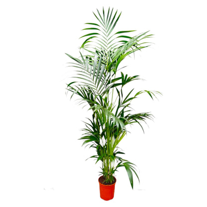 Kentia Palme 200 cm – Elegante, pflegeleichte Zimmerpflanze