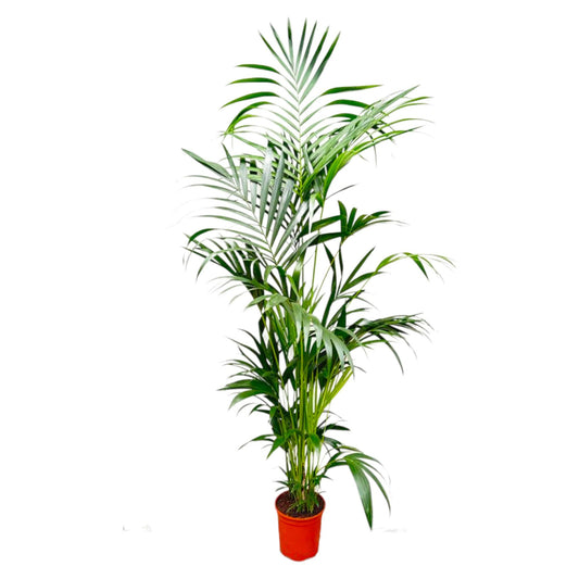 Kentia Palme 200 cm – Elegante, pflegeleichte Zimmerpflanze